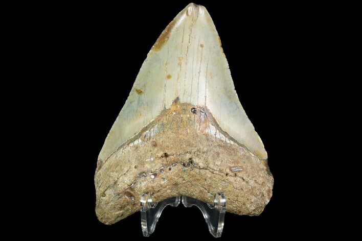 Fossil Megalodon Tooth - North Carolina #99861